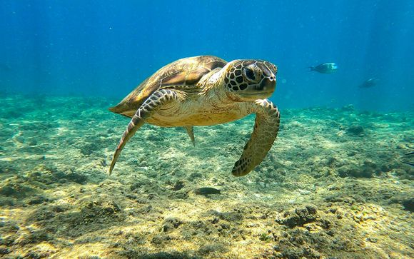 Im Angebot enthalten