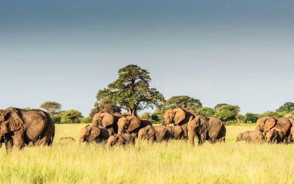 Ihre Safari im Detail