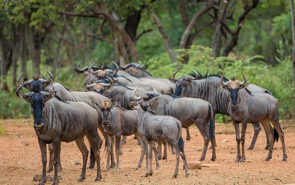 Ihr Programm in 10 Nächten