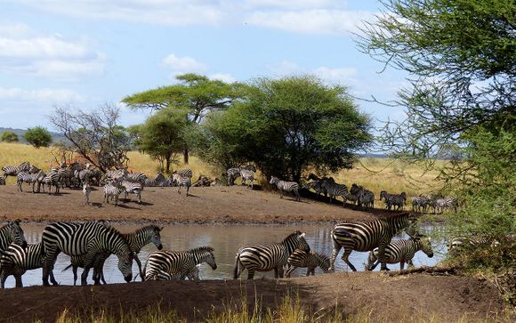 Ihr Programm auf der Safari