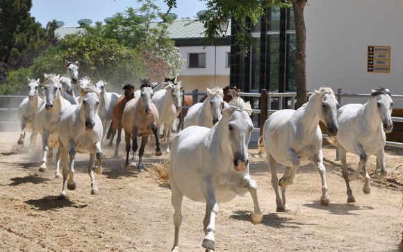 Ausflug zu einem Pferdegestüt mit Sherry-Verkostung