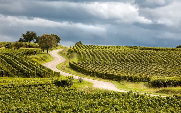 Eine Verkostung von 4 Weinen im Weingut Domaine Robert Blanck