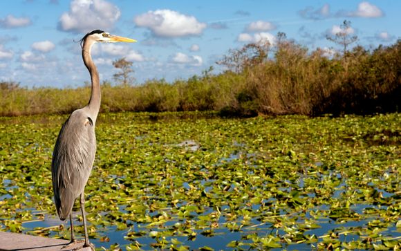 Entdeckung des Nationalparks Everglades (Tag 3, halber Tag)