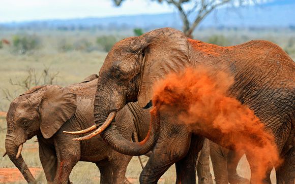 Ihre Safari im Detail