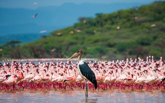 Ihre Safari im Detail