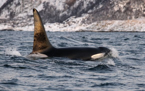 Ihre Rundreise im Detail