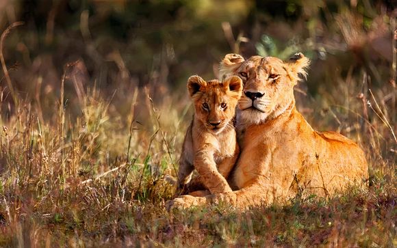 Safari in 7 Nächten