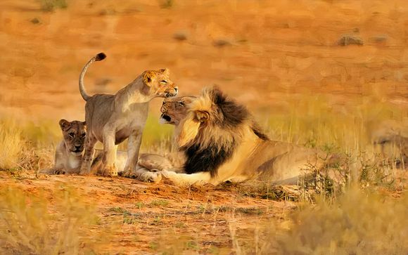 Safari in 12 Nächten