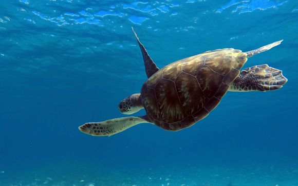 Ihre Ausflugsoptionen