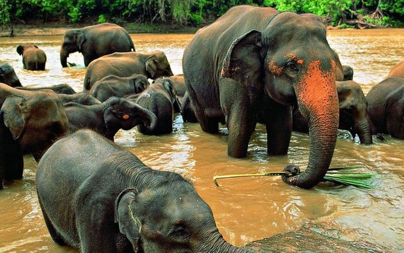 Willkommen auf... Sri Lanka!