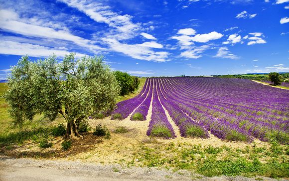 Willkommen in der... Provence!