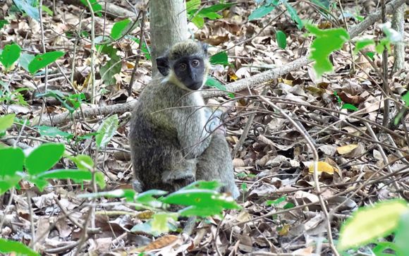 Willkommen in... Gambia!