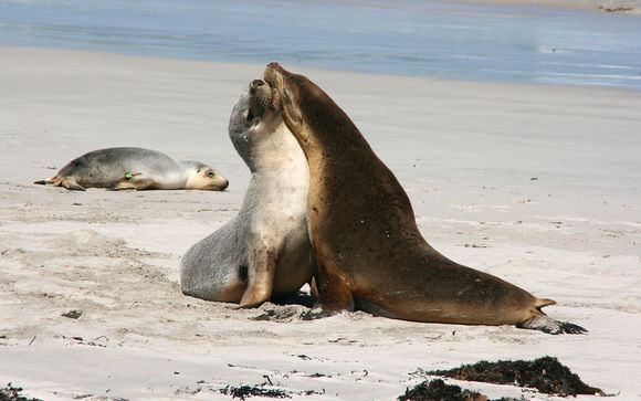 Ihre Optionen in Adelaide