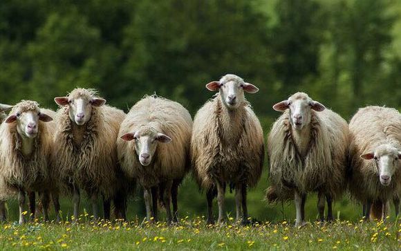 Ihre im Angebot enthaltenen Ausflüge