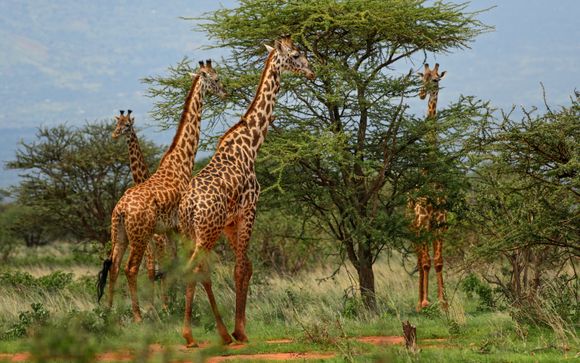 Tu itinerario durante el safari