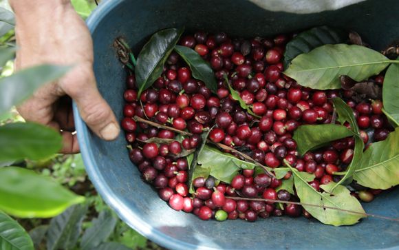 Tu actividad incluida