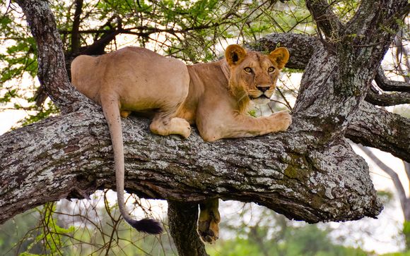 Tu safari