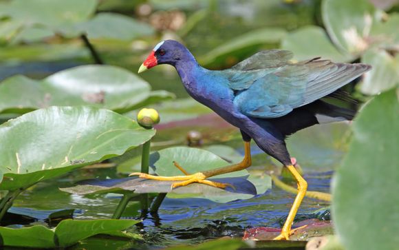 Aventura en el Parque Nacional de los Everglades con guía de habla hispana y traslados