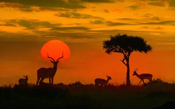 Safari para estancias de 8 días / 7 noches