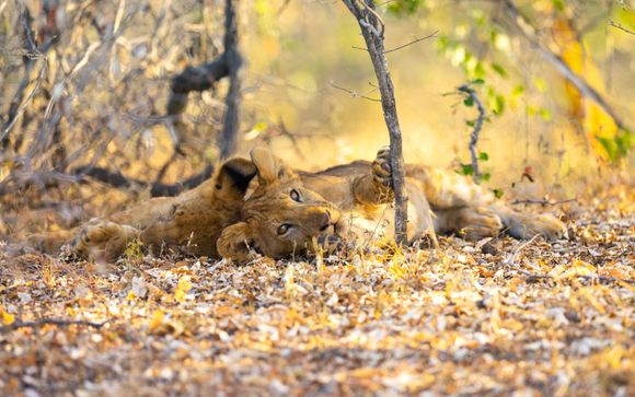 Tu itinerario durante el safari