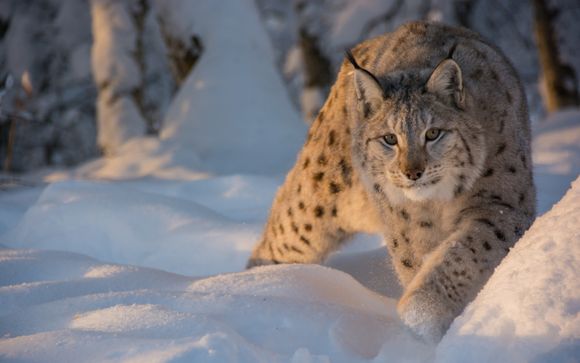 ¡Tus actividades incluidas!