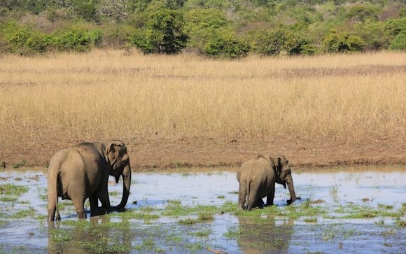 Tus opciones incluidas