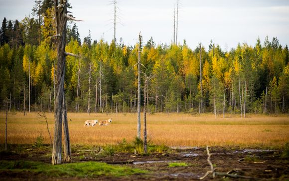 Tu programa de 4 noches