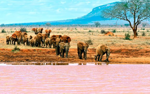 Baobab Beach Resort 4* y Safari