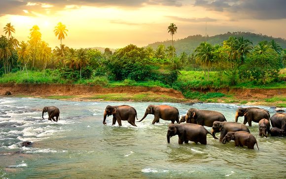 Circuito privado en Sri Lanka en 5* o 5* Luxury