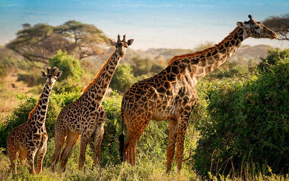 Tu safari