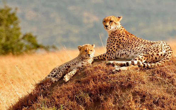 Tu safari