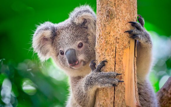 Descubre Australia