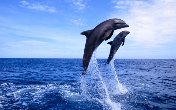 Excursión opcional con delfines
