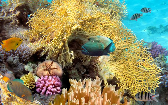 Mettez une option sur l