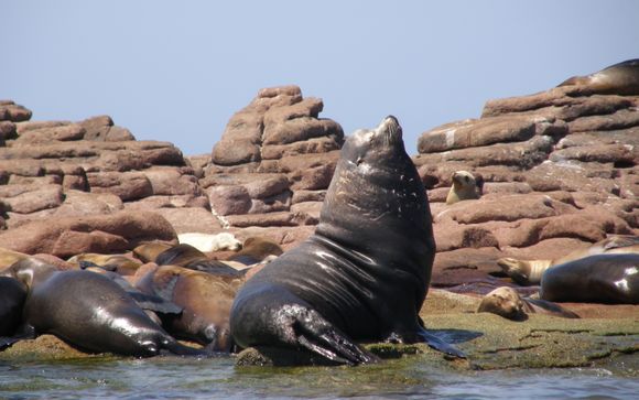 Vos options incluses pour plus d