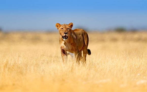 Vos options incluses pour plus de confort