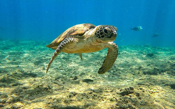 Vos excursions incluses pour plus d