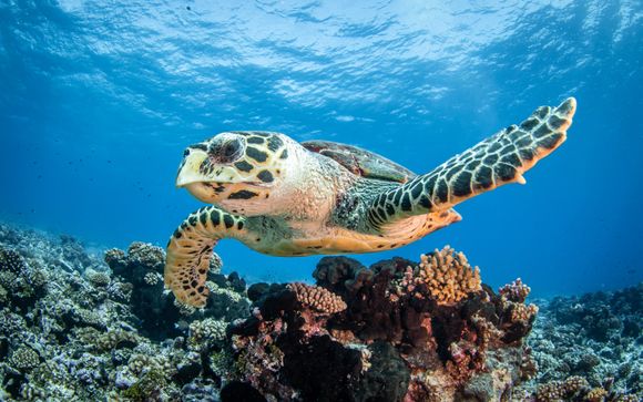 Mettez une option sur l