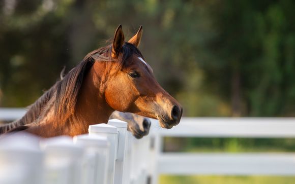 Mettez une option sur l