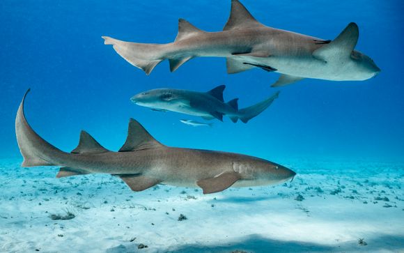 Nager aux côtés des requins-nourrices