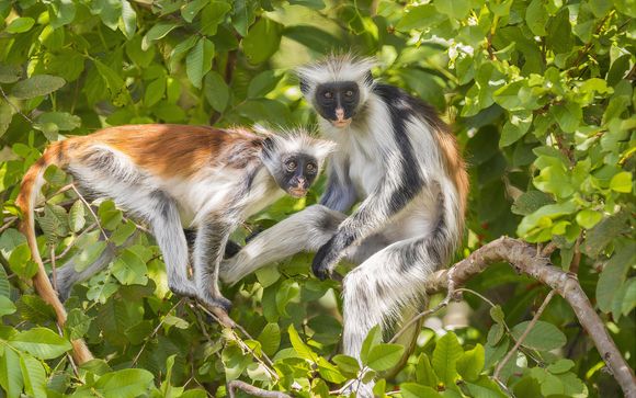 Excursion Forêt de Jozani : «Les singes rouges de Zanzibar»
