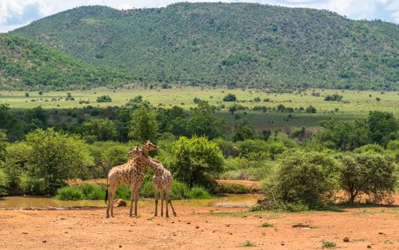 Zoom sur votre safari
