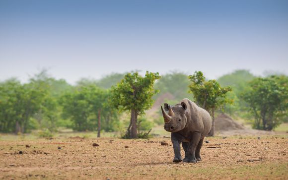 Safari 