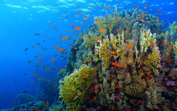 Excursion snorkeling dans le parc national de Ras Mohamed
