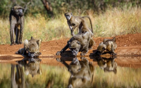 Safari pour les séjours en 11 jours / 10 nuits