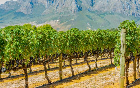 Une journée à la découverte de la région viticole du Cap