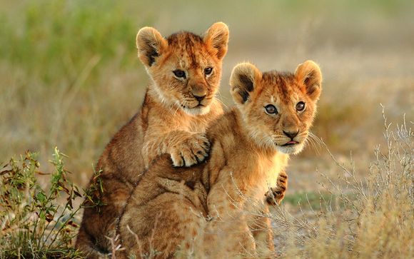 Zoom sur vos safaris