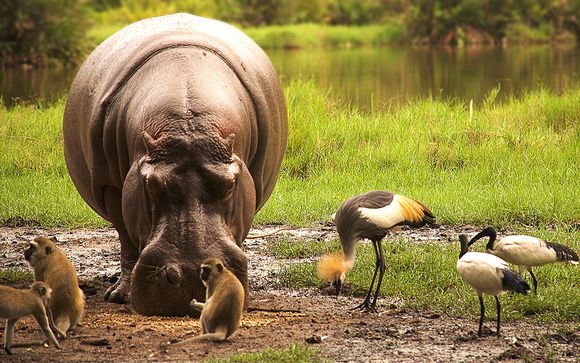 Zoom sur vos safaris
