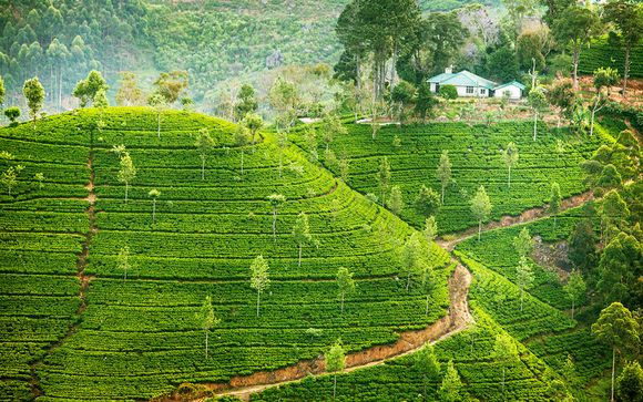 Rendez-vous... au Sri Lanka