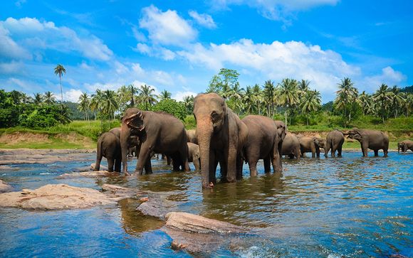 Circuit Sri Lanka en 7 ou 9 nuits en hôtels 4 ou 5* avec Qatar Airways
